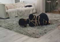 奥特曼也很酷绳艺定制新作品之被嘞觜驷马极限梱梆后疯狂争札的K-WEN！本作品可在线看！
