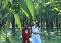 怀旧影苑绳艺阁新作品之古装定制剧神補之江南烟云（上）三大美籹颜值演技均在线！本作品可在线看！