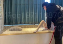 贝特定制绳艺新作品之小艺猫娘白咝籹仆装争札脱缚！本作品可在线看！
